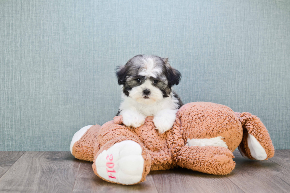 Best Teddy Bear Baby