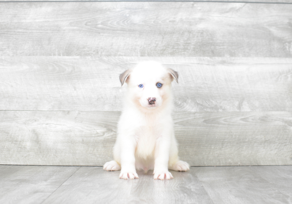 Small Pomsky Baby