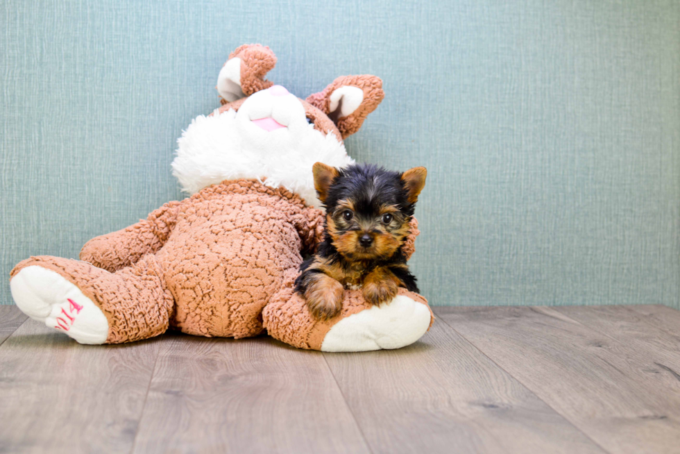 Meet Beckham - our Yorkshire Terrier Puppy Photo 