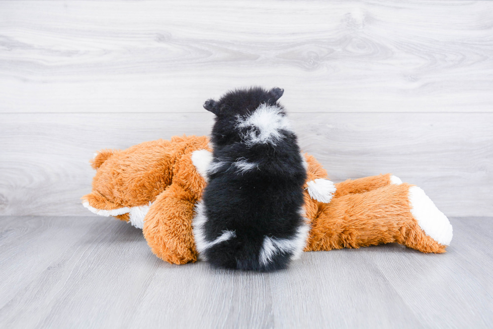 Cute Pomeranian Purebred Puppy