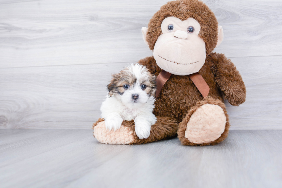 Teddy Bear Pup Being Cute