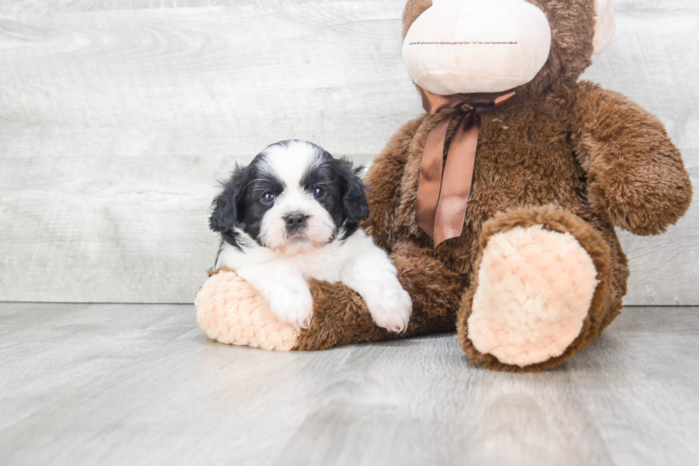 Sweet Teddy Bear Baby