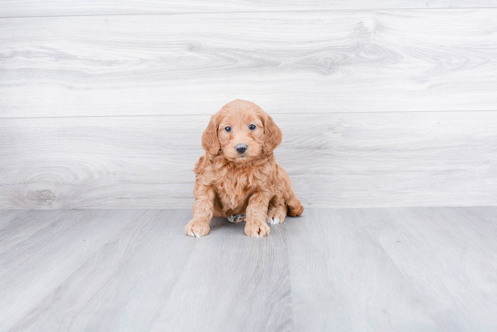 Petite Mini Goldendoodle Poodle Mix Pup