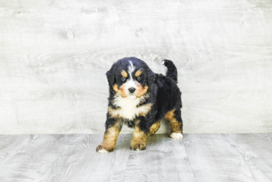 Little Mini Berniedoodle Poodle Mix Puppy