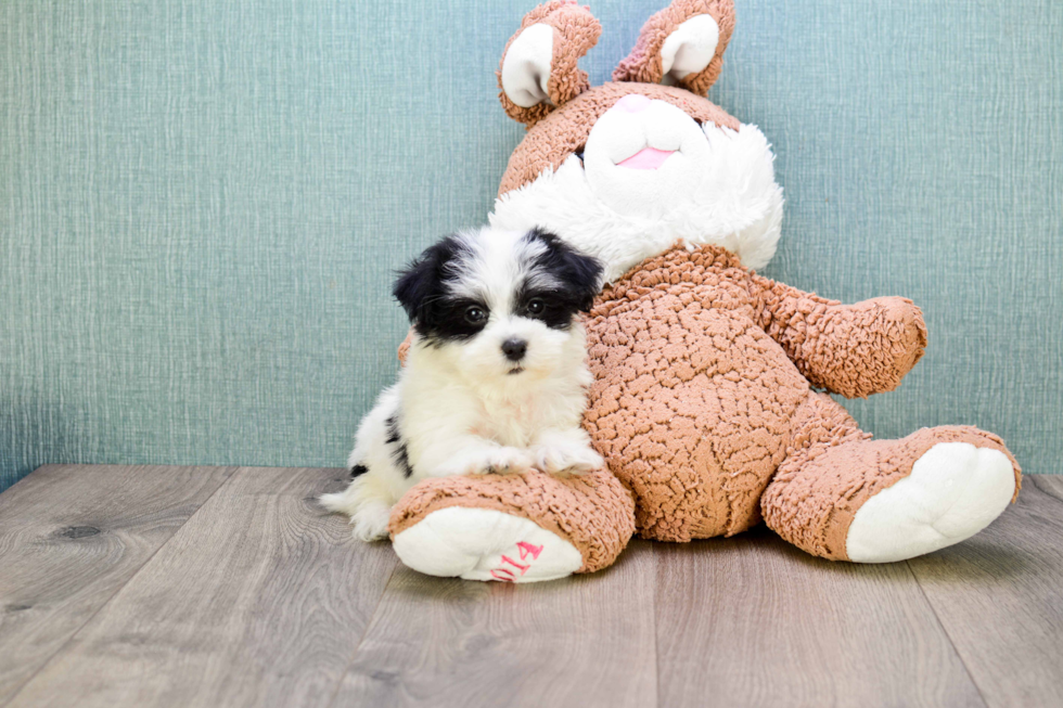 Havanese Pup Being Cute