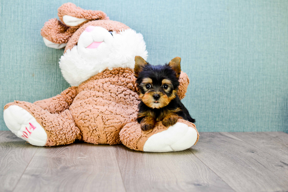 Meet Ronaldo - our Yorkshire Terrier Puppy Photo 