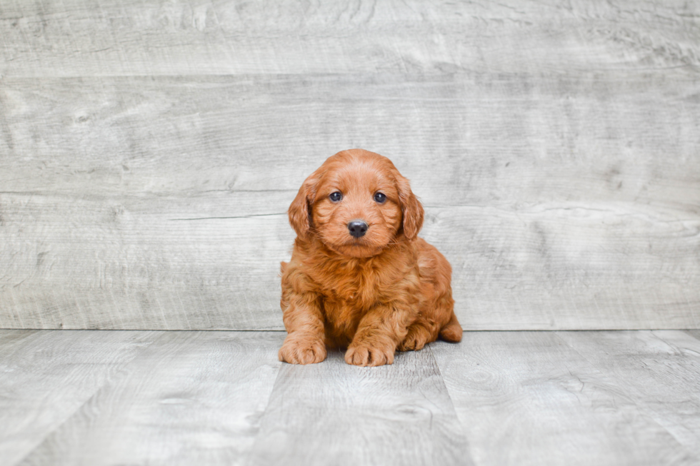 Mini Goldendoodle Puppy for Adoption