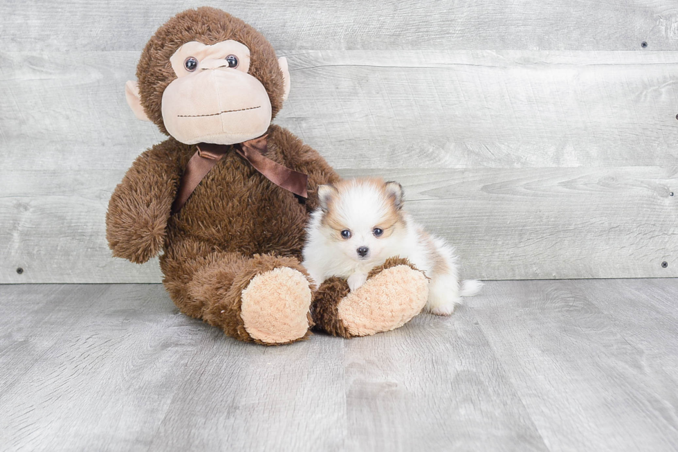 Smart Pomeranian Purebred Puppy