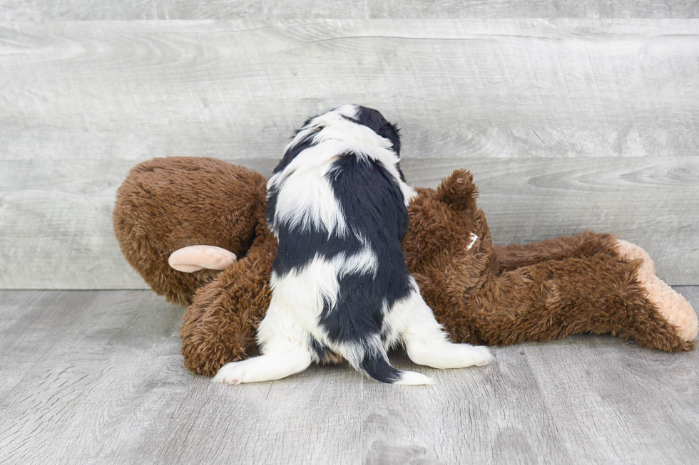 Hypoallergenic Cavalier King Charles Spaniel Baby