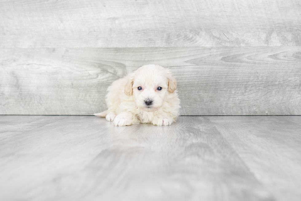 Maltipoo Pup Being Cute