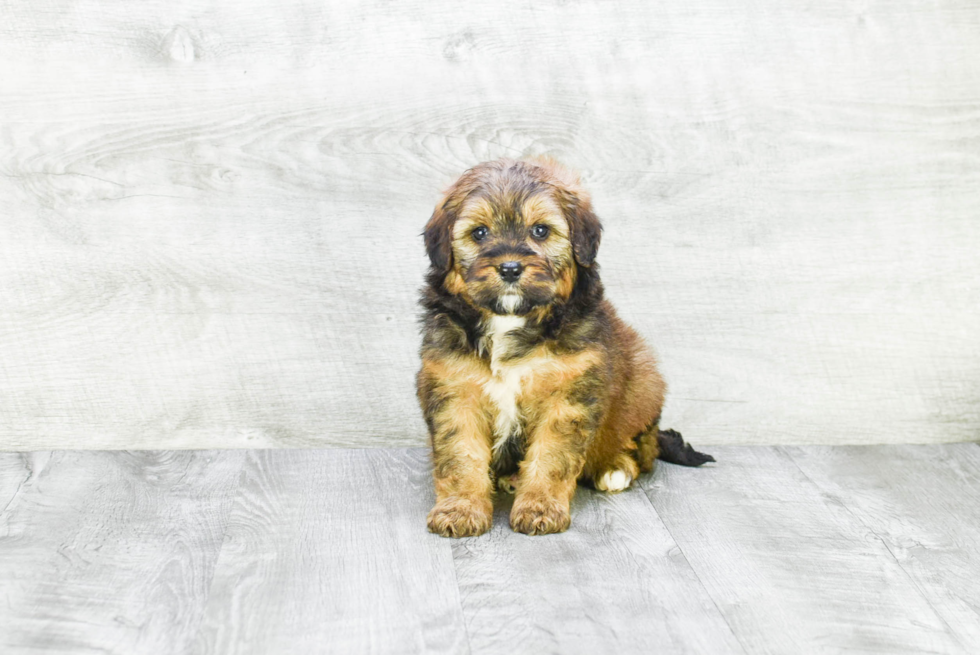 Best Mini Bernedoodle Baby