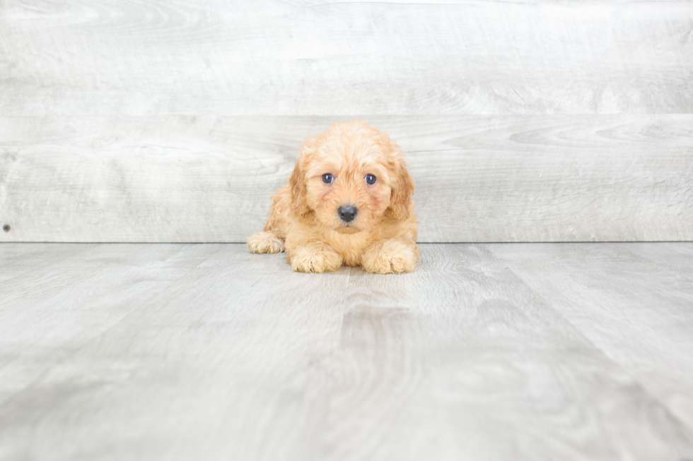 Little Cavoodle Poodle Mix Puppy