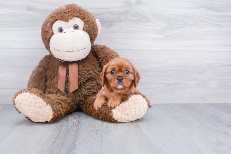 Playful Cavalier King Charles Spaniel Baby