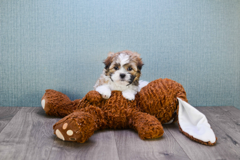 Cute Teddy Bear Baby