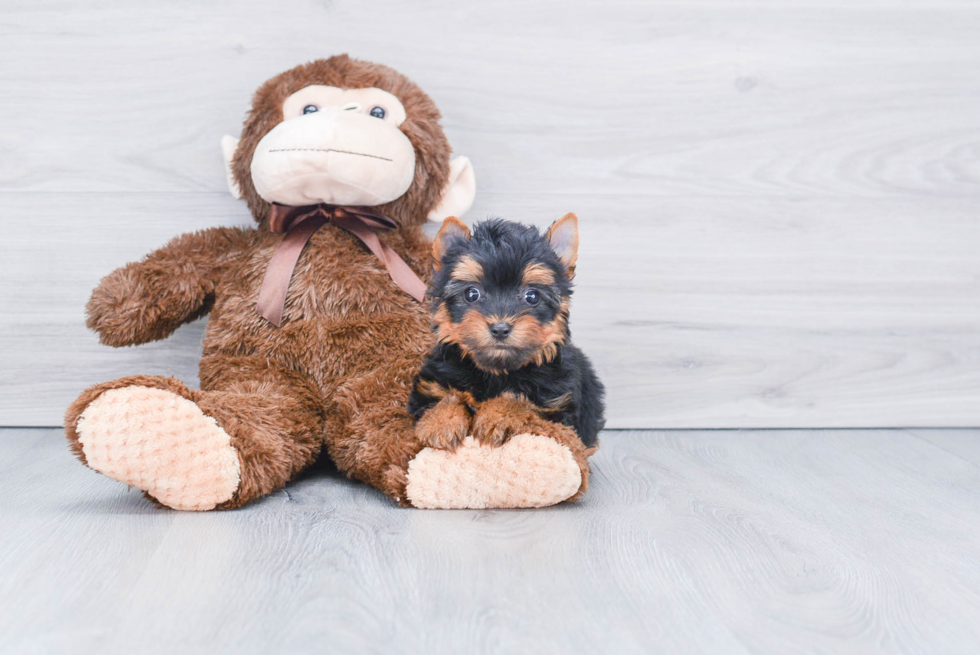 Meet Avery - our Yorkshire Terrier Puppy Photo 