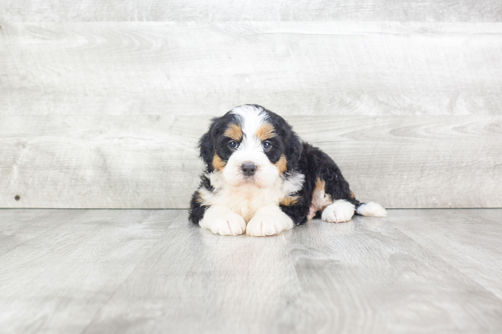 Mini Bernedoodle Pup Being Cute