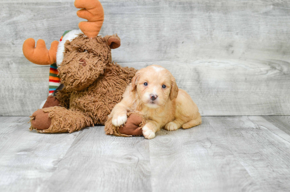 Fluffy Mini Goldendoodle Poodle Mix Pup