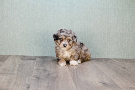 Mini Aussiedoodle Puppy for Adoption