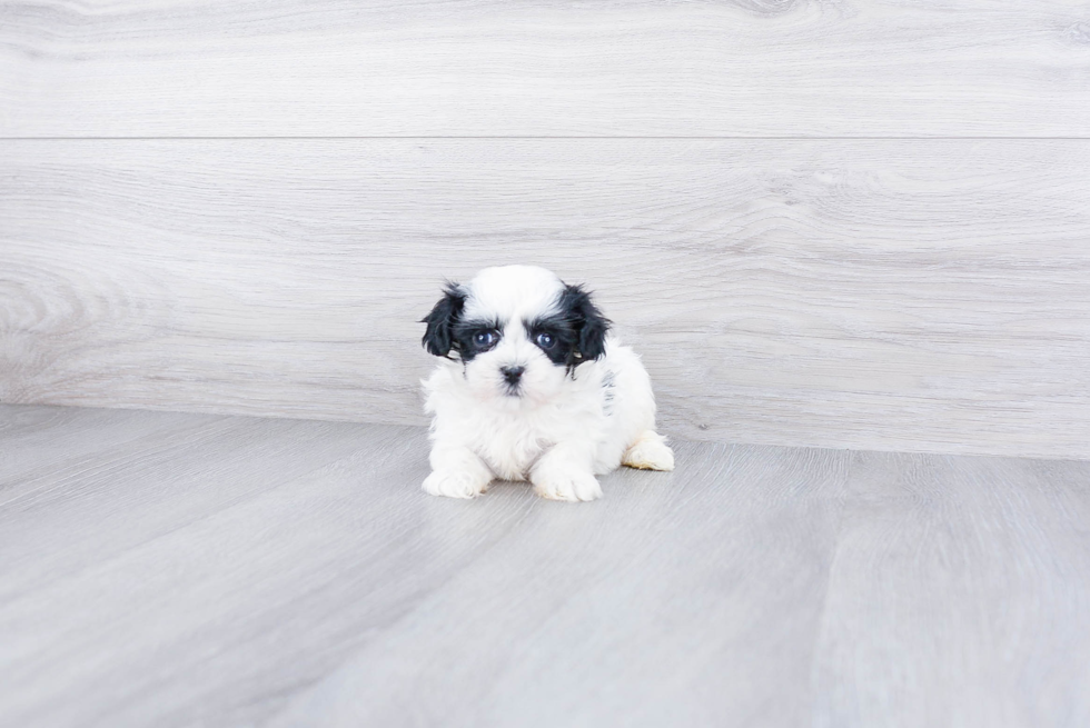 Teddy Bear Pup Being Cute