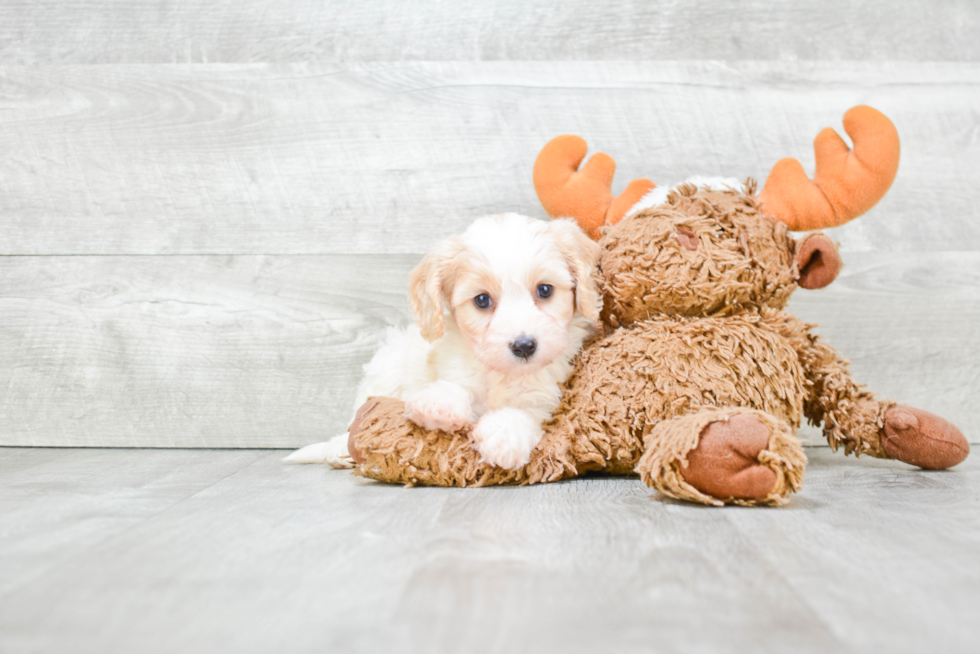 Cute Cavachon Baby