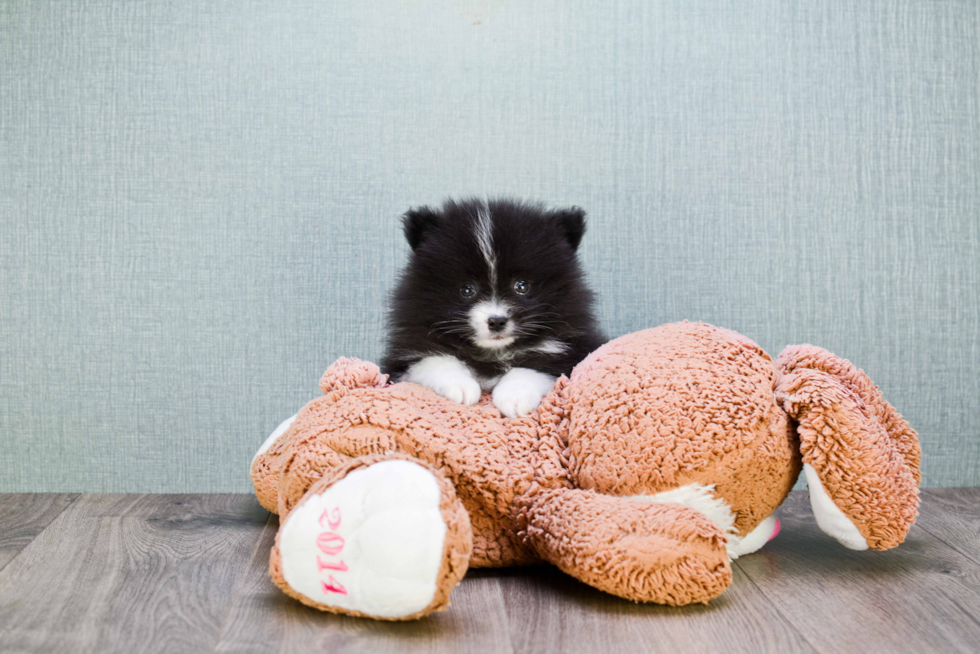 Cute Pomeranian Purebred Puppy