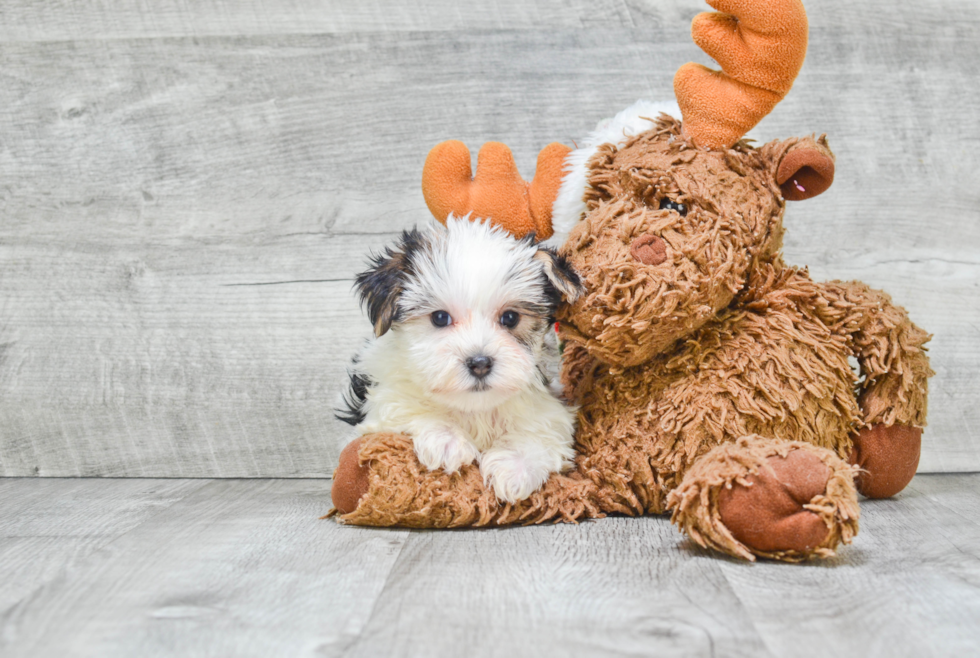 Adorable Yorkie Designer Puppy