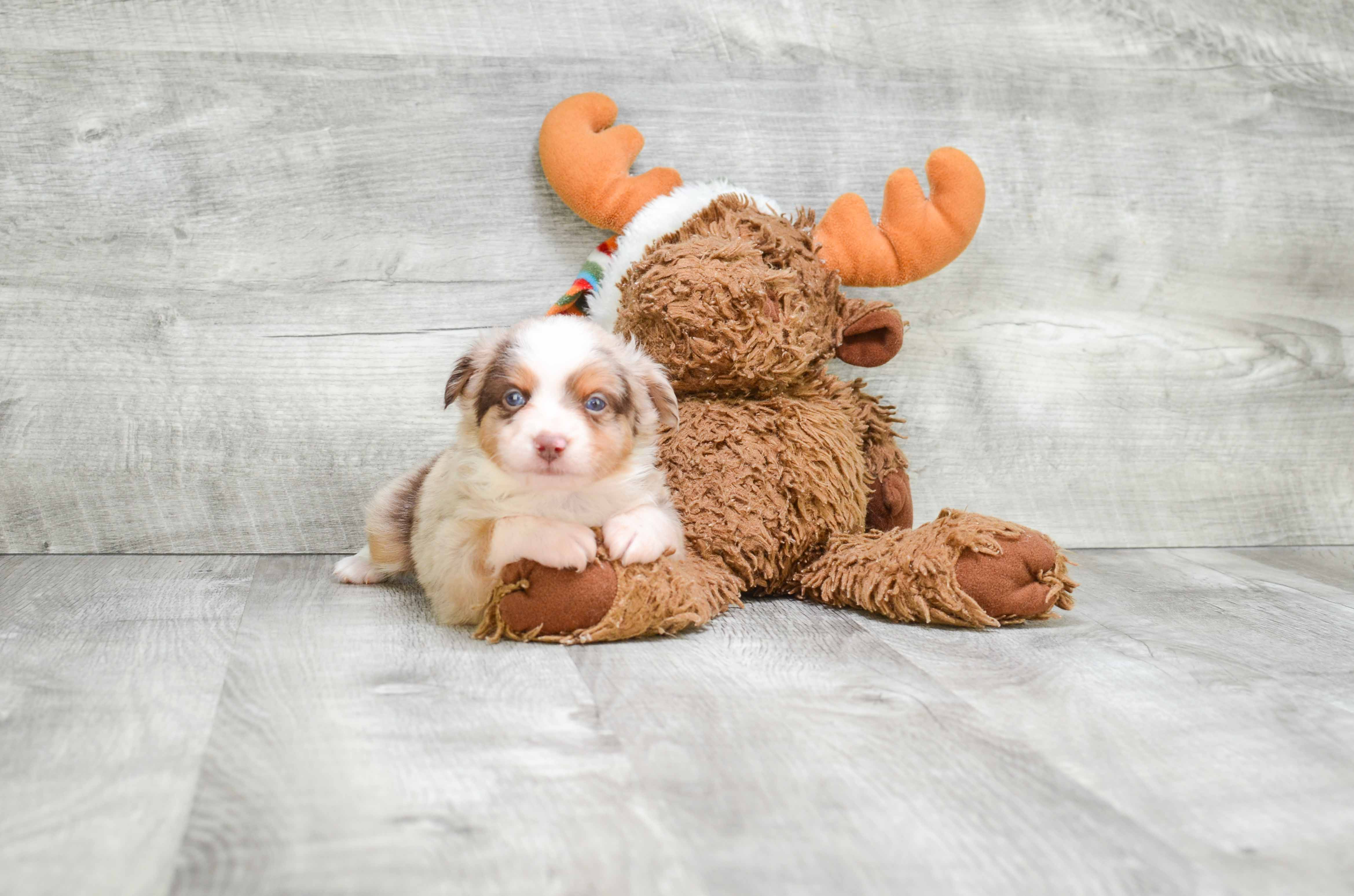 Best Mini Aussiedoodle Baby
