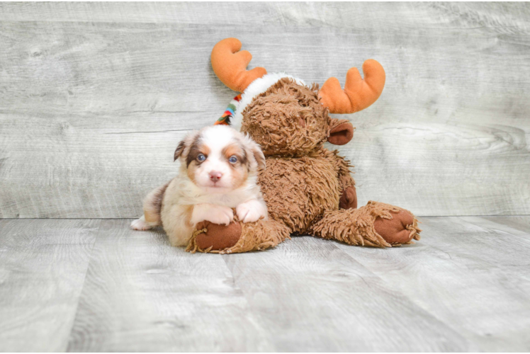 Best Mini Aussiedoodle Baby