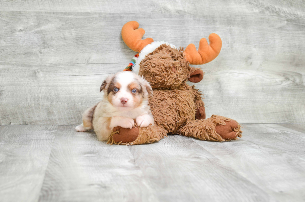 Best Mini Aussiedoodle Baby