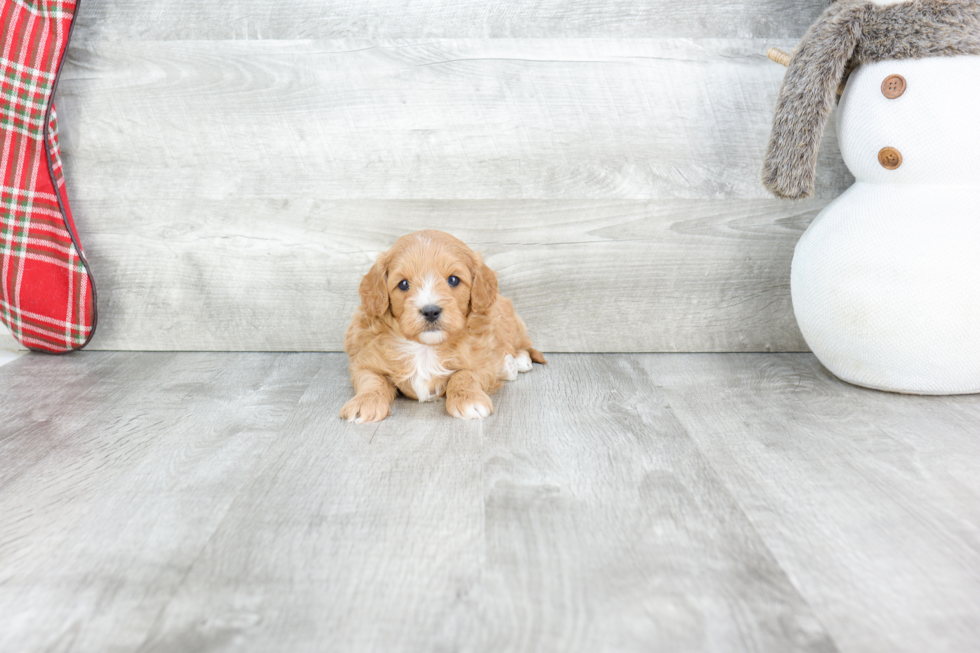 Small Cavapoo Baby