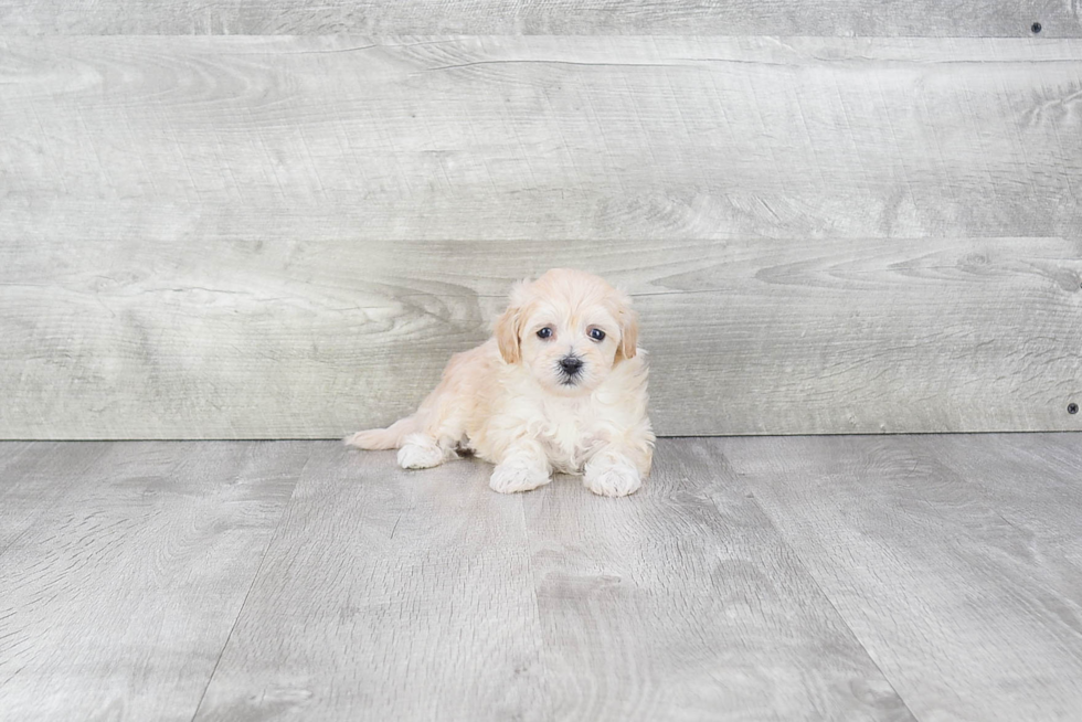 Maltipoo Puppy for Adoption