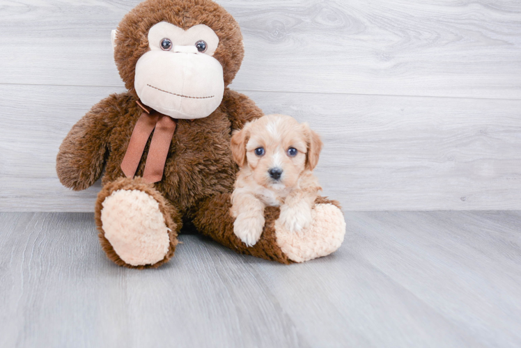 Cavachon Pup Being Cute