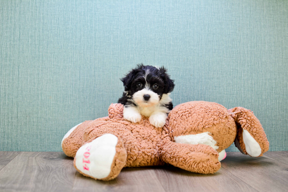 Popular Havanese Baby