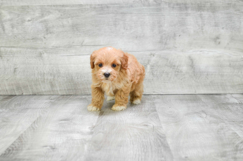 Adorable Mini Berniedoodle Poodle Mix Puppy