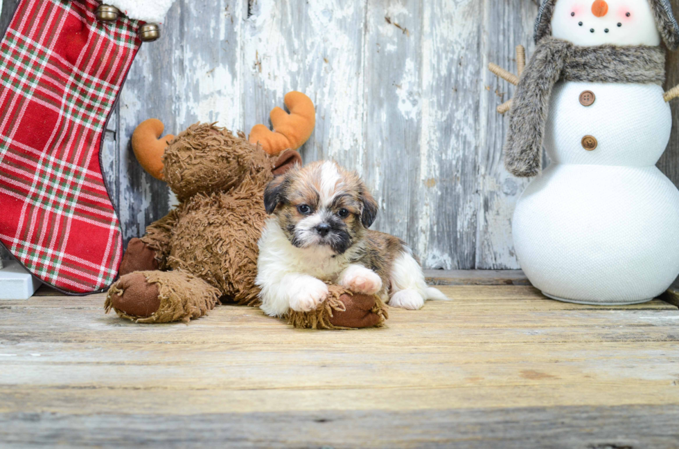 Funny Teddy Bear Designer Pup