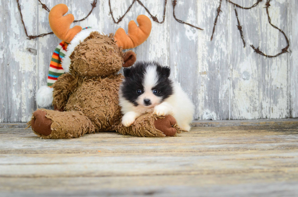 Adorable Pomeranian Purebred Puppy