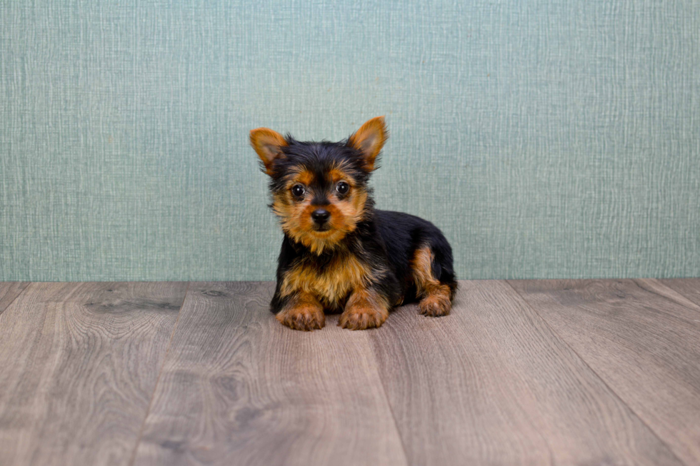 Meet Steph - our Yorkshire Terrier Puppy Photo 