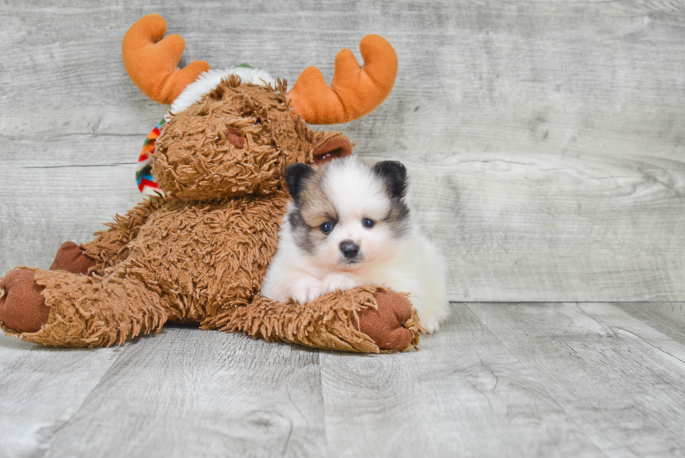 Energetic Pomeranian Purebred Puppy