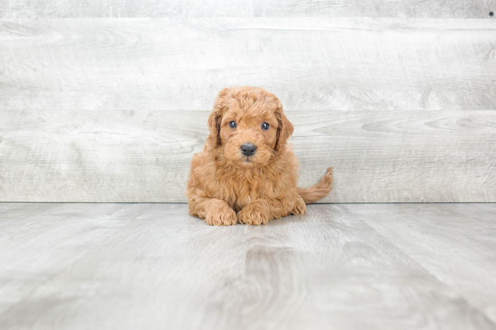 Happy Mini Goldendoodle Baby