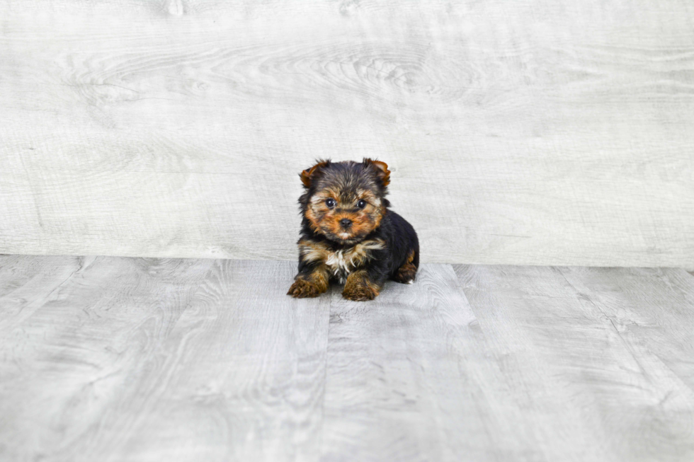 Meet Beckham - our Yorkshire Terrier Puppy Photo 