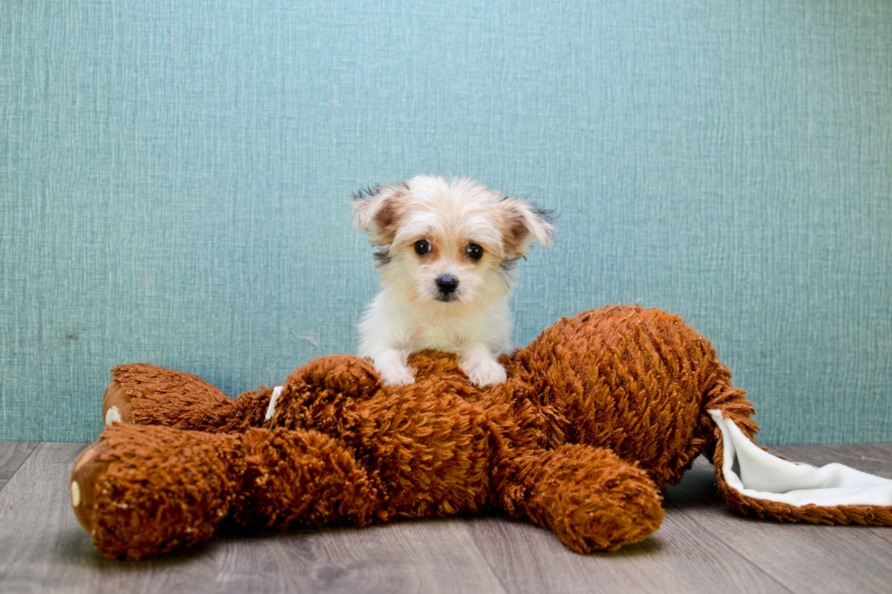 Small Morkie Baby