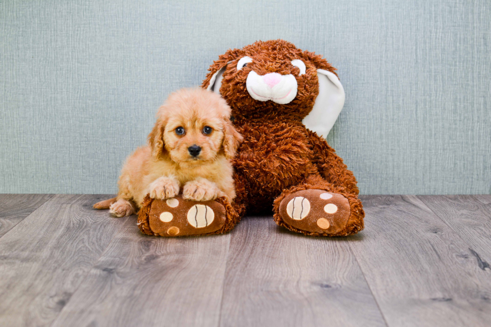 Cavapoo Pup Being Cute