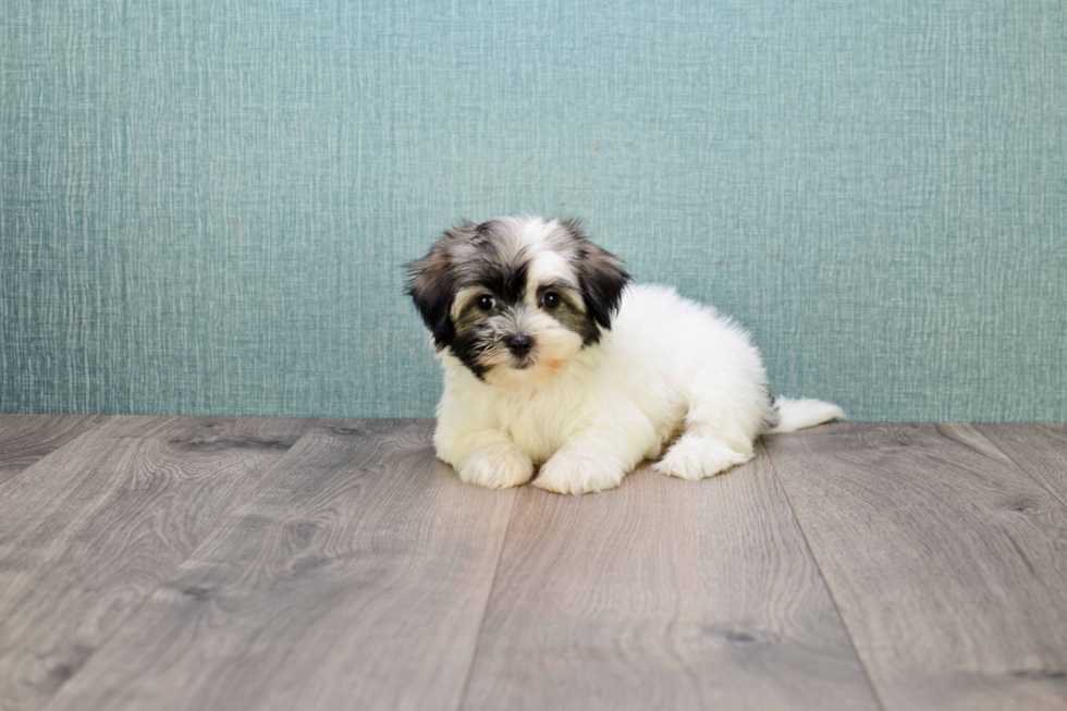 Cute Havanese Purebred Puppy