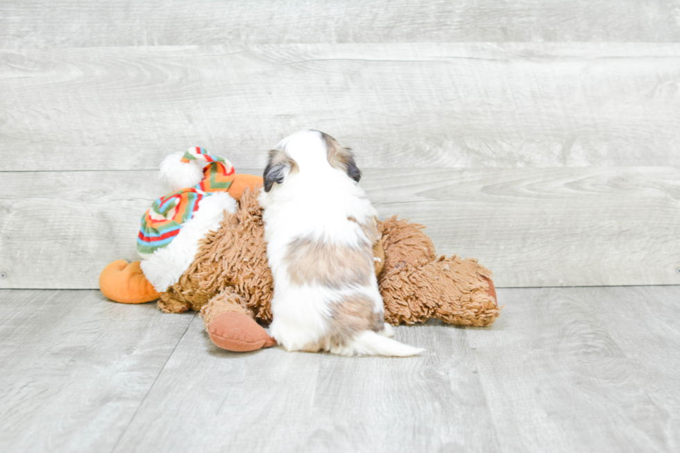 Teddy Bear Pup Being Cute