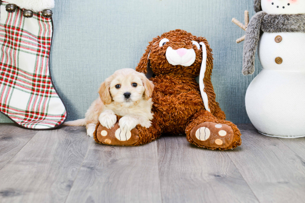 Small Cavachon Baby