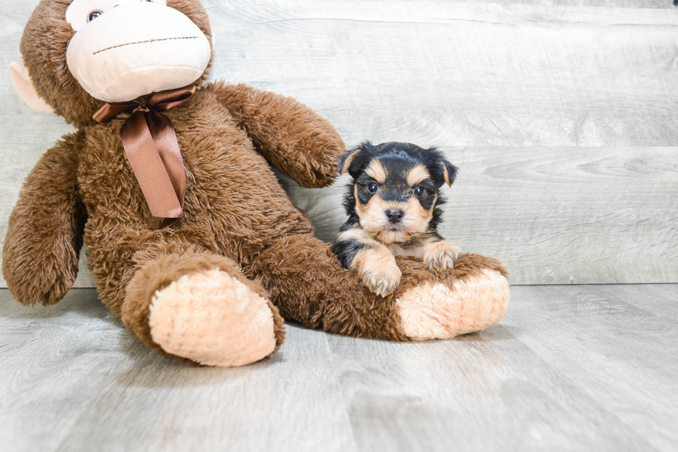 Best Morkie Baby