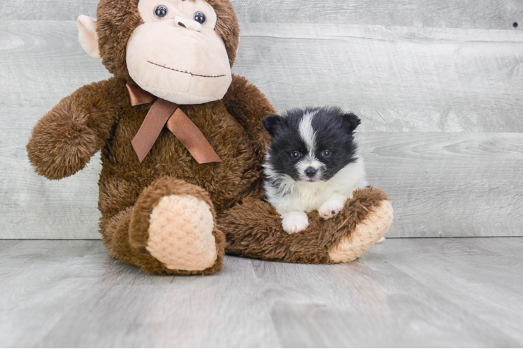 Pomeranian Pup Being Cute