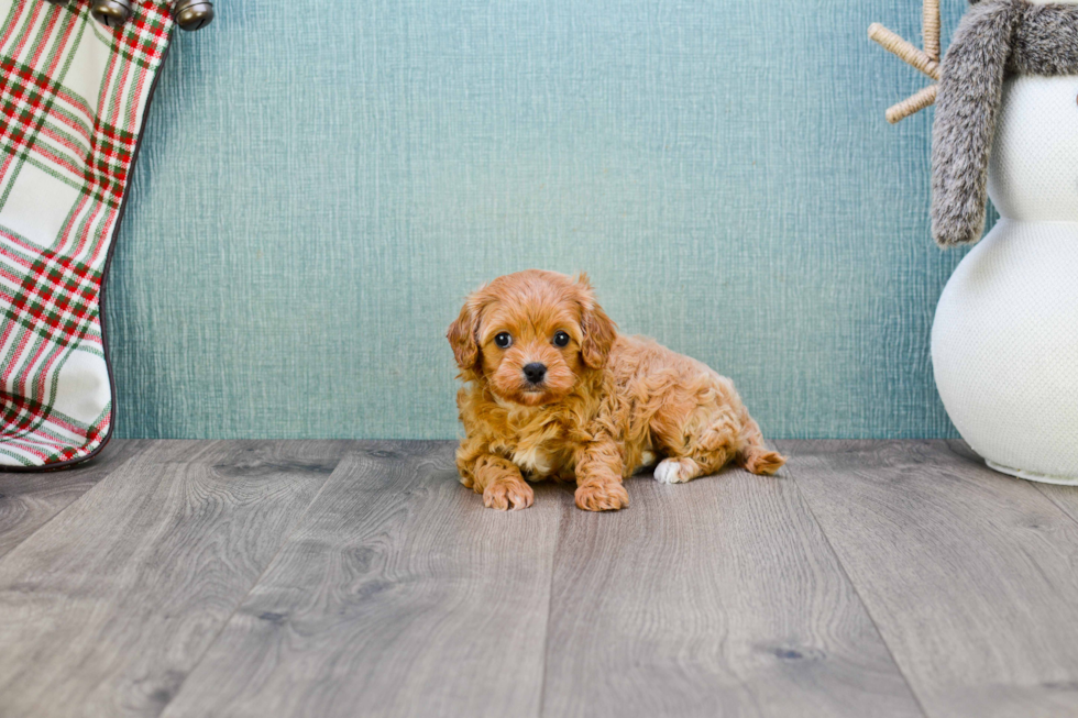 Adorable Cavoodle Poodle Mix Puppy