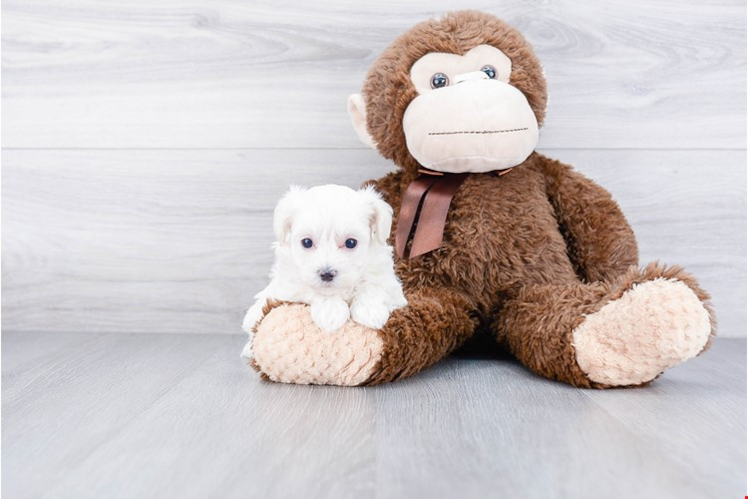 Adorable Maltepoo Poodle Mix Puppy