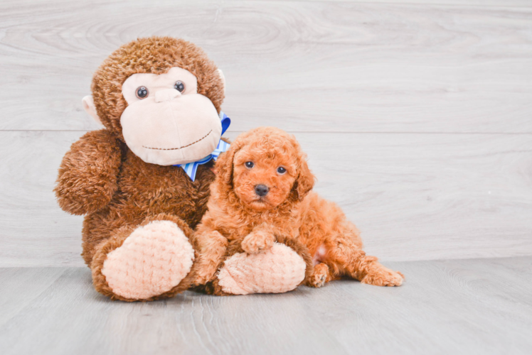 Mini Goldendoodle Pup Being Cute